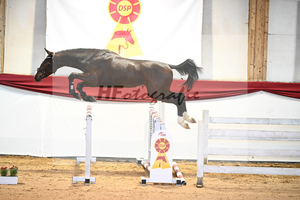 Kat-Nr. 1 Aganix Du Seigneur x Acorado_Unger_43231274 | hf-fotografie - Realizzato con Pictrs.com