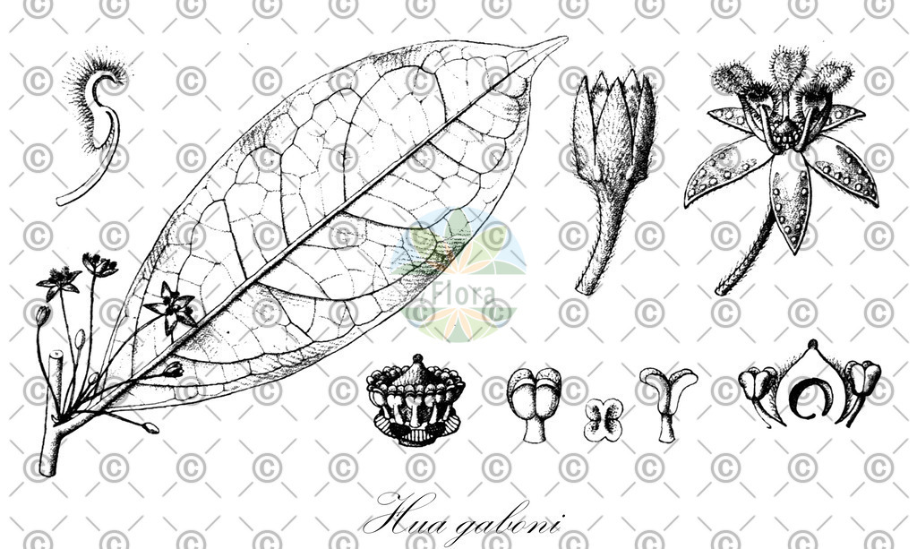 HistAbb_wfo-0000725601_1_ENZY_Simple | Historische Abbildung von Hua gaboni - Huaceae | Historical Illustration of Hua gaboni - Huaceae