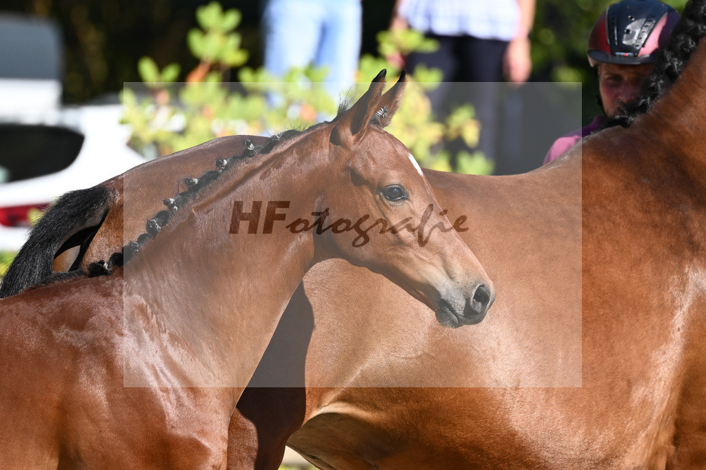 Praesentation Auktionsfohlen_36230367 | hf-fotografie - Realisiert mit Pictrs.com