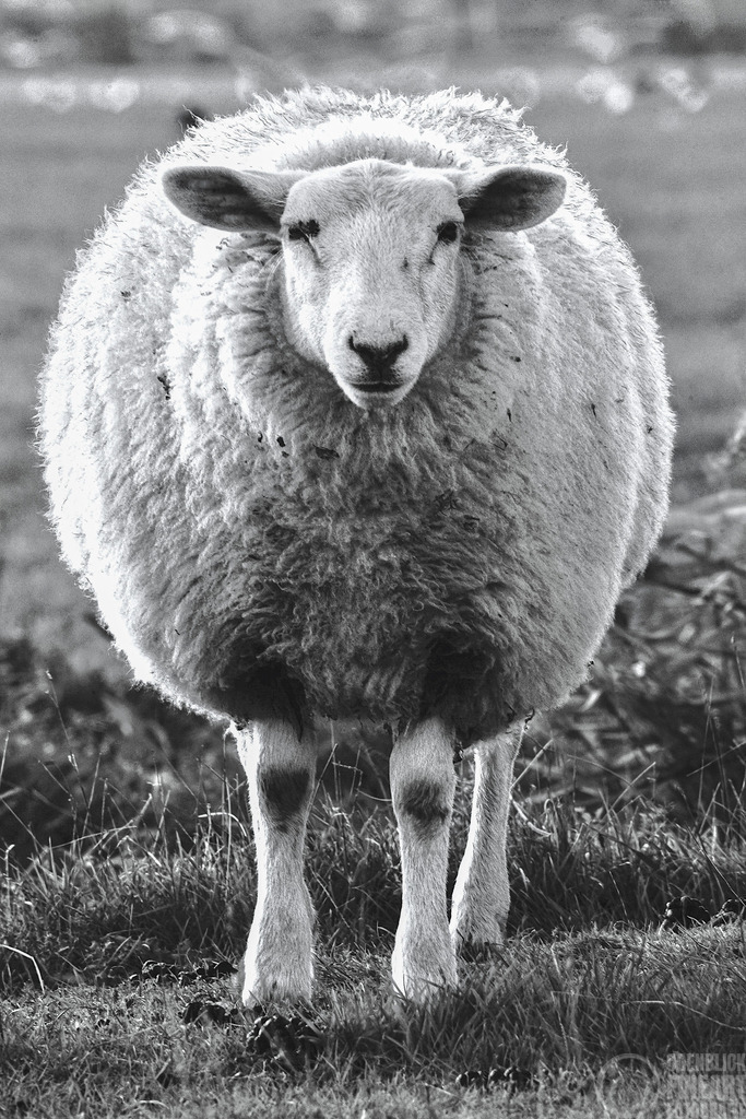 DSC03125 | Björn Thiemann; Ogenblick.de; Fotografie; Photograph; Landscape, Pellworm, Schleswig-Holstein; Inselfotograf; Inselfotografien; Wattenmeer; National-Park; Naturschutzgebiet; Leuchtturm; Lighthouse; Leinwandbilder; Kalender; Pellworm Kalender;  - Realisiert mit Pictrs.com