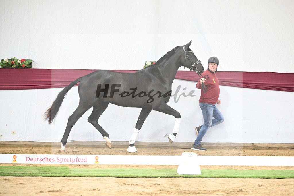 Kat-Nr. 16 Dream Royal x Everdale_Stephanie Hueffer_47250409 | hf-fotografie - Realisiert mit Pictrs.com