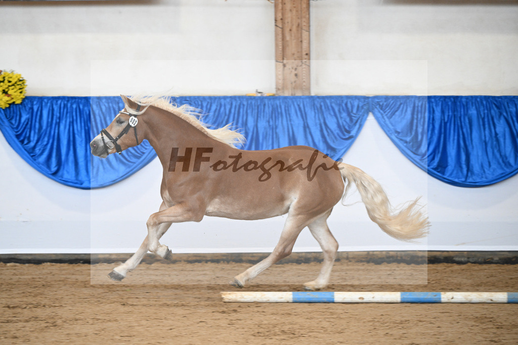 Bl. Band Kat-Nr. 2 Sura v. Neustart_Haflingerhof Noack_48251295 | hf-fotografie - Realisiert mit Pictrs.com