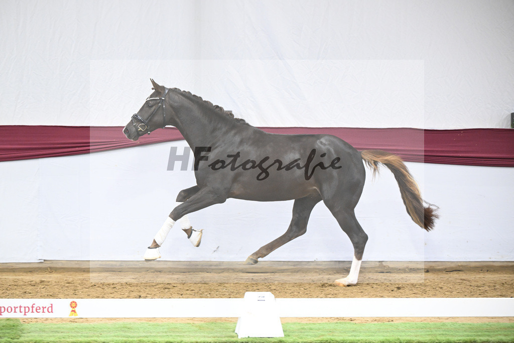 Kat-Nr. 17 Benicio x Fuerst Romancier_Schulze Averdiek Sportpferde und Aufzucht GbR_47250467 | hf-fotografie - Realisiert mit Pictrs.com