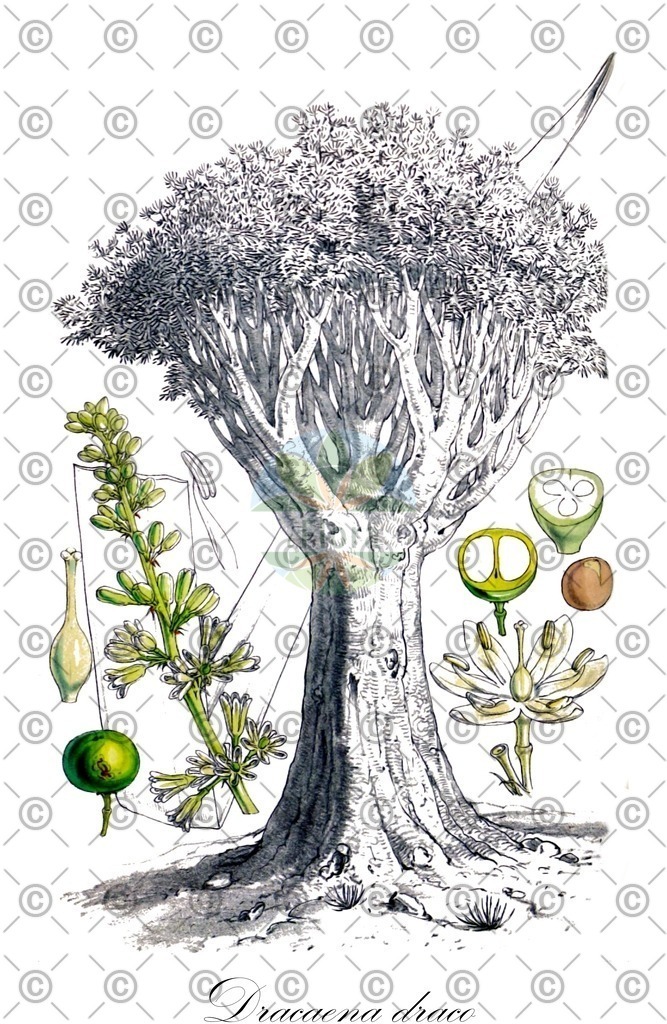 HistAbb_EMP_62292_4_FloraD_Simple | Historische Abbildung von Dracaena draco - Asparagaceae | Historical Illustration of Dracaena draco - Asparagaceae