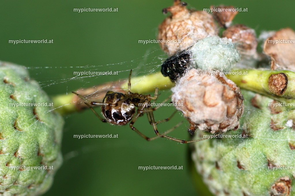 Phylloneta sisyphia-002 | Das Bilderarchiv über Tiere, Planzen und Landschaften. In der Bilddatenbank finden Sie ein große Auswahl an hochwertigen Bilder für Ihre Werbung - Realized with Pictrs.com