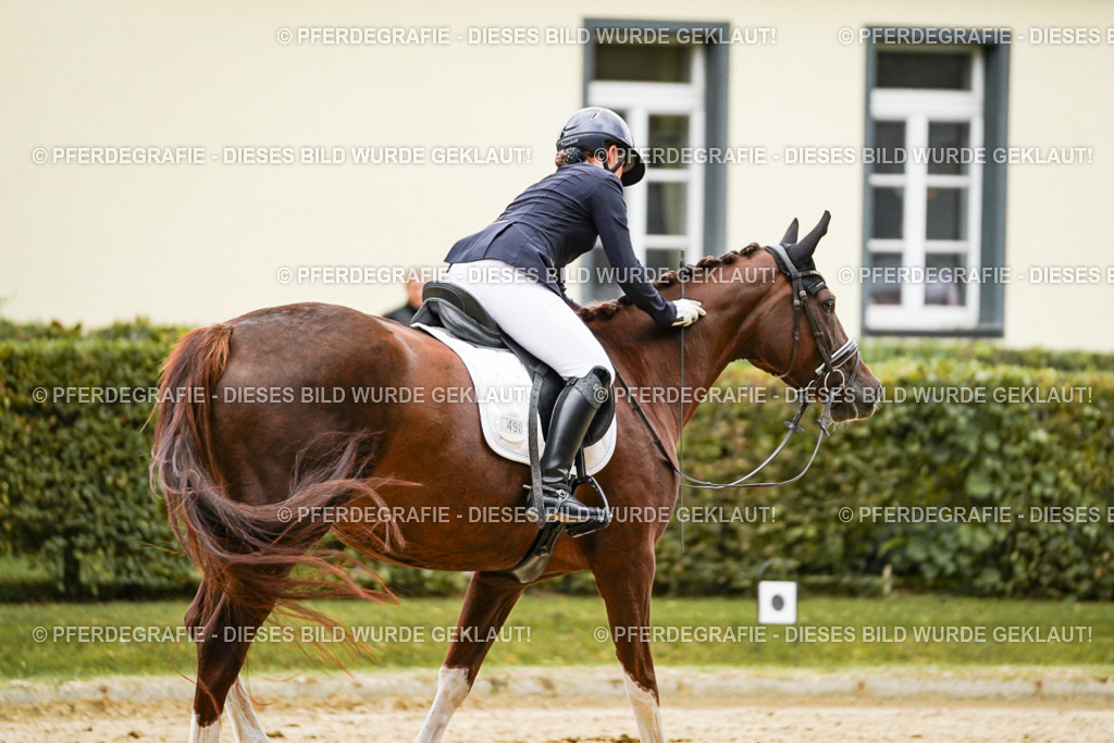 DSC06971 | Pferdegrafie