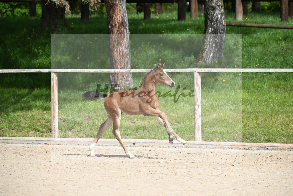 Benicio x De Niro_HF_Eder_11240247 | hf-fotografie - Realisiert mit Pictrs.com