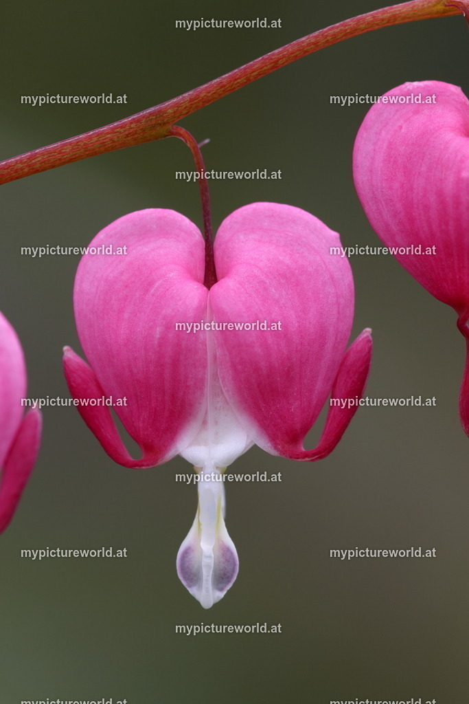 Tränendes Herz-005 | Das Bilderarchiv über Tiere, Planzen und Landschaften. In der Bilddatenbank finden Sie ein große Auswahl an hochwertigen Bilder für Ihre Werbung - Realized with Pictrs.com