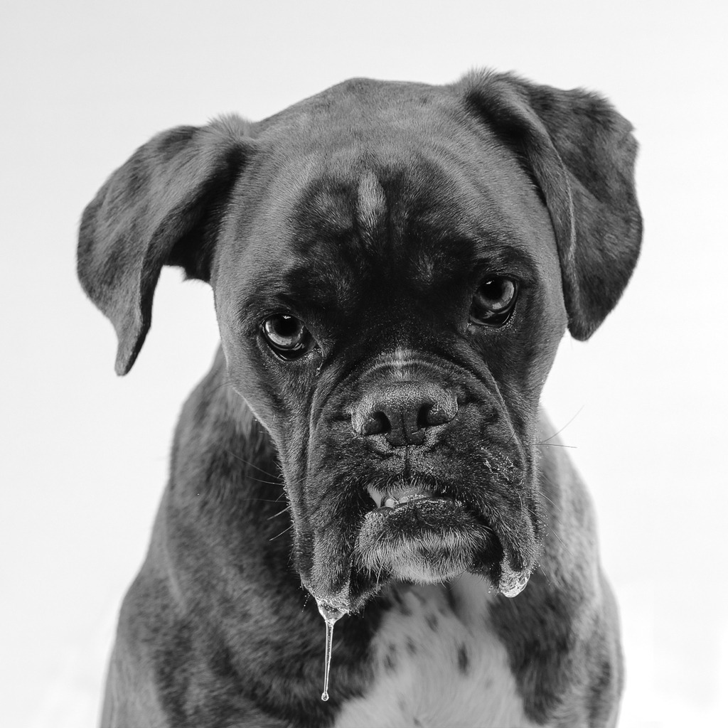 Hundefotografie im Professionellen Heimstudio | Hundefotografie mit professioneller Blitzanlage 