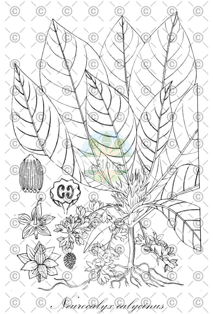 HistAbb_wfo-0001297863_1_ENZY_Simple | Historische Abbildung von Neurocalyx calycinus - Rubiaceae | Historical Illustration of Neurocalyx calycinus - Rubiaceae