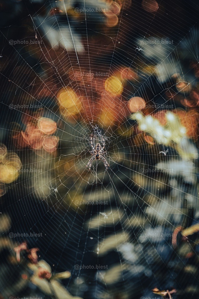 Herbstspinne | Das herbstliche Laub hinten und die wartende Spinne vorn. - Realisiert mit Pictrs.com