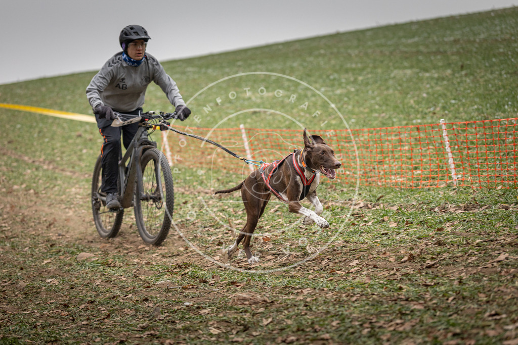 Pfotenfotografie_DV3A2493 | Hundefotografie, Tierfotograf, Pfotenfotografie, Fotoshooting Hund, Hunde Portrait, Hundesport, Hundeportraits, Heideshooting, Hunde, Sportfotograf, Hundefotograf, Turnierhundsport, THS,  - Realisiert mit Pictrs.com