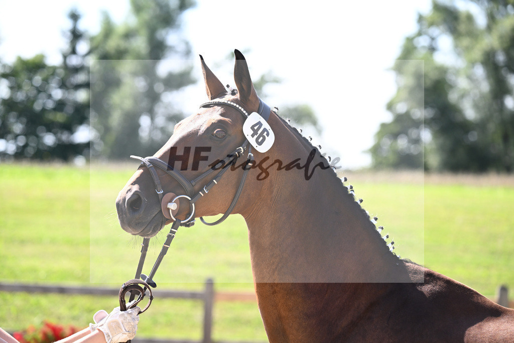 Kat-Nr. 46 HF Chubakko x Sir Shutterfly_Huber_28230880 | hf-fotografie - Realisiert mit Pictrs.com