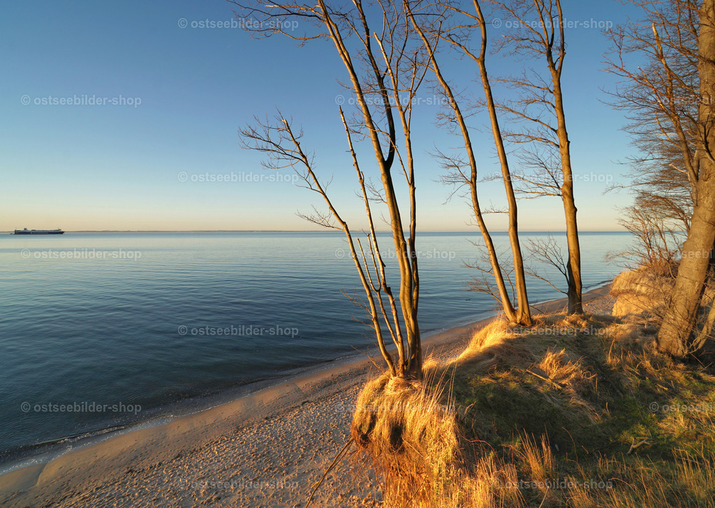 Windstiller Abend am Meer | Die Abendsonne schickt ihre wärmende Farbe in den Küstenwald an der windstillen Lübecker Bucht.