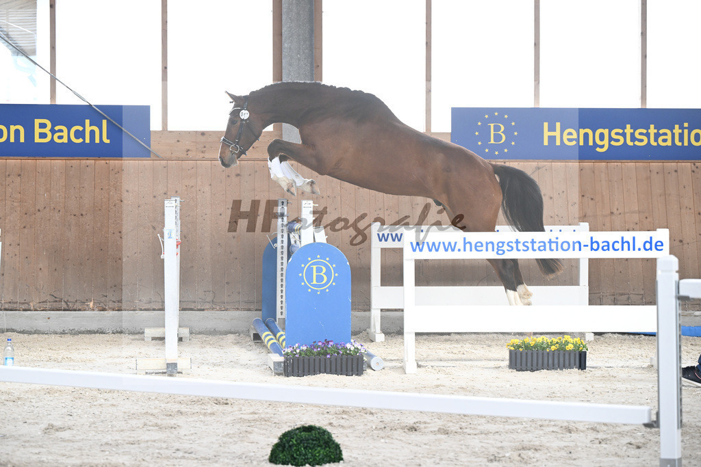 Kat-Nr. 42 Desperado v. Diago_Grundner_5250559 | hf-fotografie - Realizzato con Pictrs.com