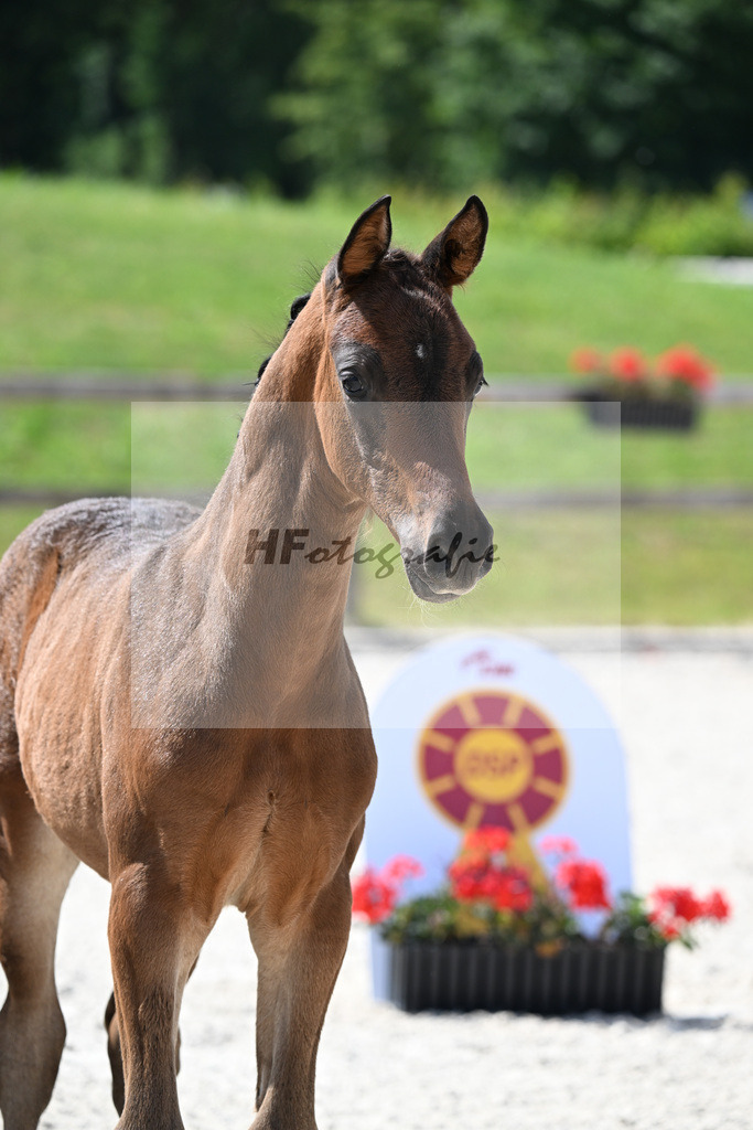 Kat-Nr. 42 Cadeau Noir x Locksley III_HF_Haberl_15251117 | hf-fotografie - Realisiert mit Pictrs.com