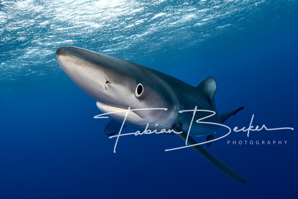 Out Of The Blue | Einzigartige Wandbilder von faszinierenden Unterwasserwelten. Exklusive Kunst für Empfangsbereiche, Wohnraum oder Wartezimmer. - Realisiert mit Pictrs.com