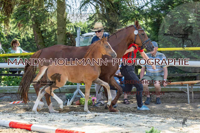 Reitponys-653 | mandyhollmannphotographie