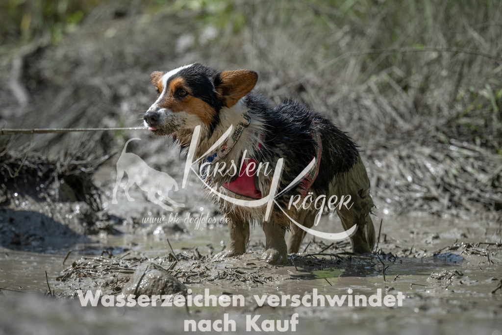 1033_ZZ92832 | kk-dogfotos