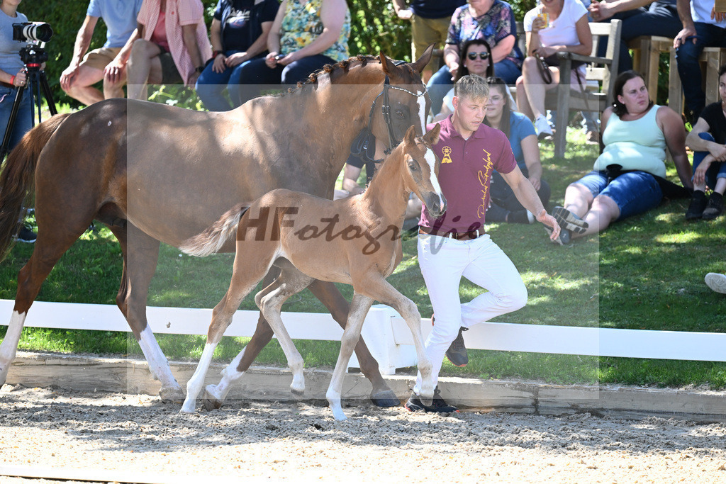 Kat-Nr. 43 SF DSP Va Bene x Quaterback_Kloessinger_27230684 | hf-fotografie - Realisiert mit Pictrs.com