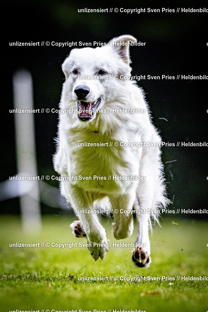 Sven Pries | 2025-10-03 - Hunderennen Obergrombach - Realisiert mit Pictrs.com