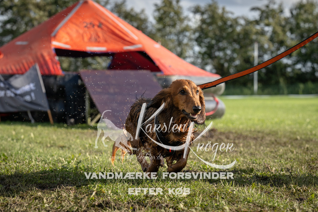 1433-94443 | kk-dogfotos