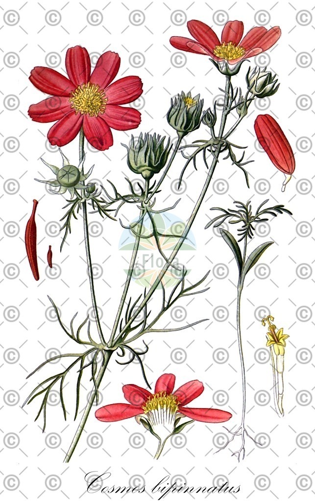 HistAbb_wfo-0000623576_1_ENZY_Simple | Historische Abbildung von Cosmos bipinnatus - Asteraceae (Garten-Kosmee) | Historical Illustration of Cosmos bipinnatus - Asteraceae