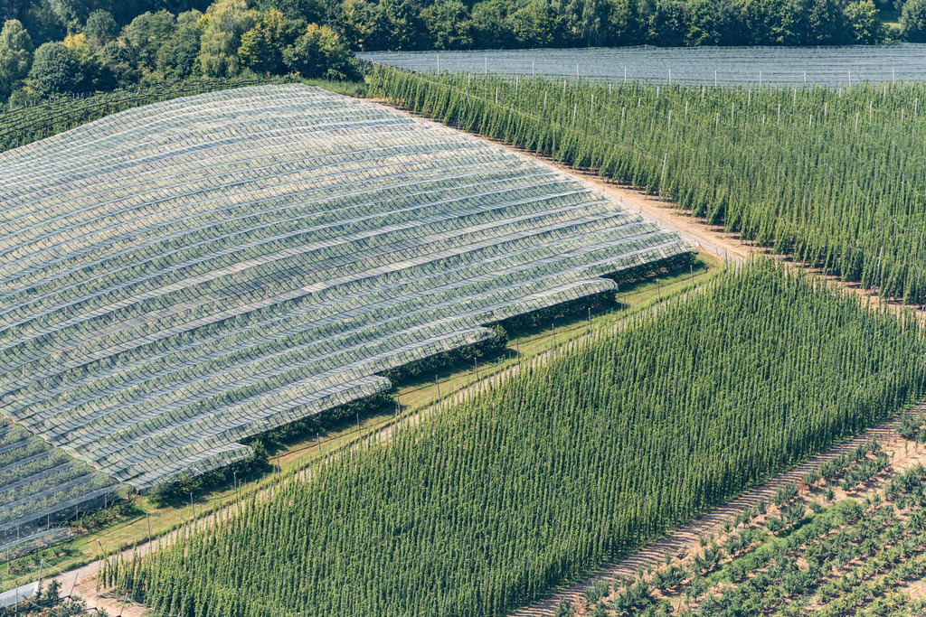 dr__0016307.jpg | TETTNANG 03.08.2018 Baumreihen einer Obstanbau- Plantage auf einem Feld in Tettnang im Bundesland Baden-Württemberg, Deutschland. // Rows of trees of fruit cultivation plantation in a field in Tettnang in the state Baden-Wurttemberg, Germany. Foto: Daniel Reiter