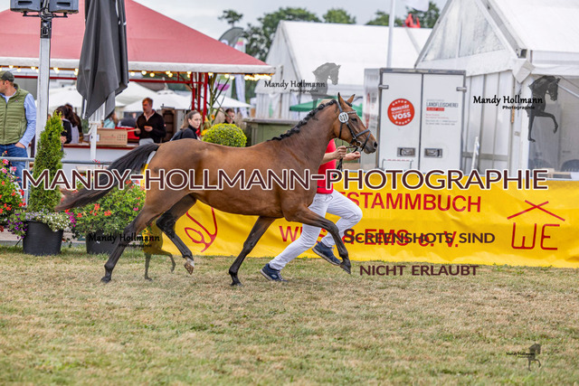 DR (1123 von 2698) | mandyhollmannphotographie