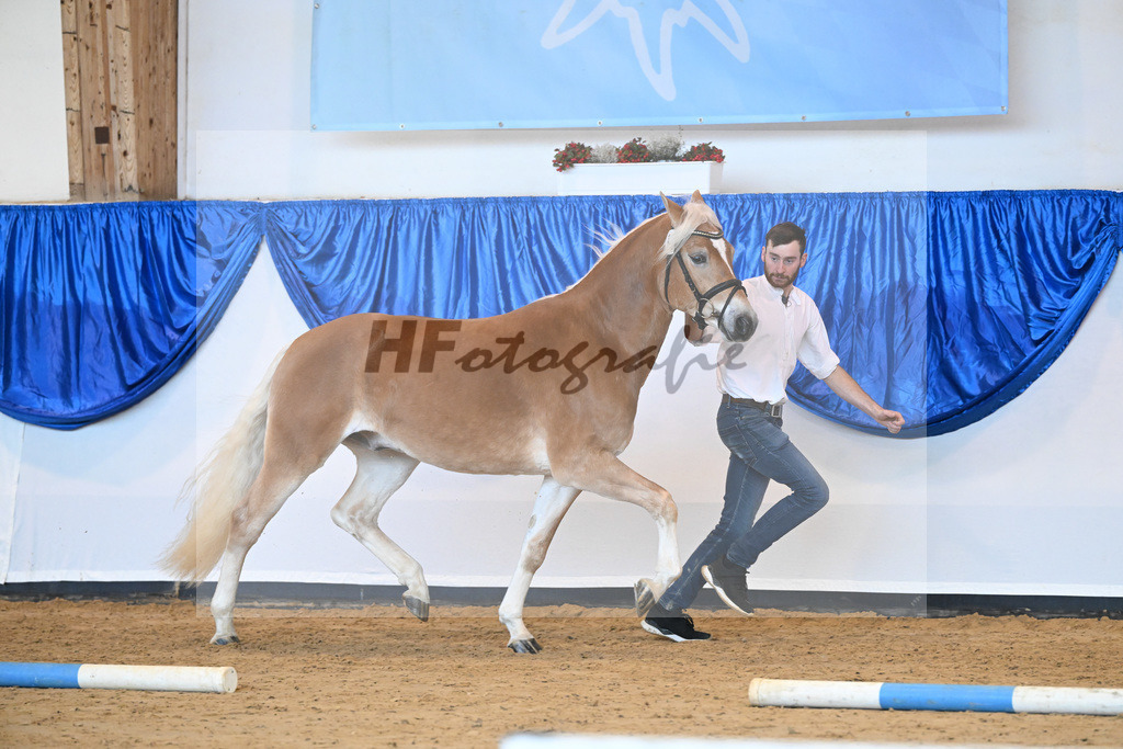Kat-Nr. 14 Ariat v. Adonis_Dittrich_60220706 | hf-fotografie - Realisiert mit Pictrs.com