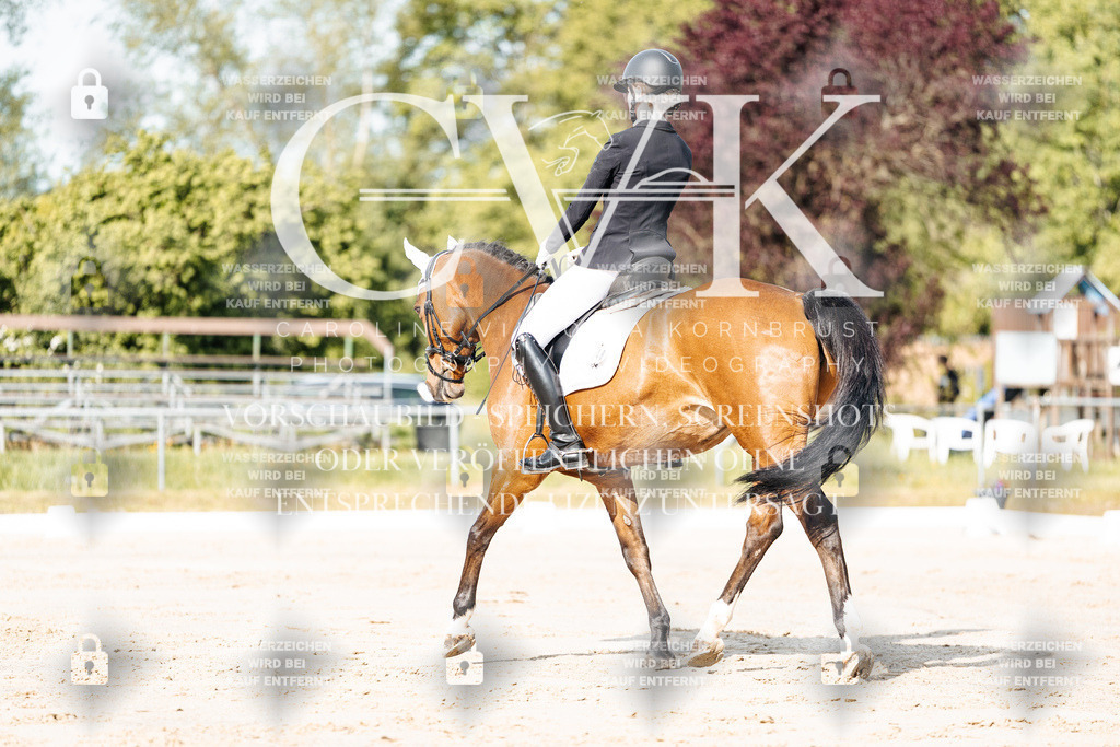 CK900086 | Turnierfotografie Pferdefotografie Trier Rheinland-Pfalz Pferdesport Reitsport Tierfotografie Sportfotografie Pferdevideo Pferdevideografie Equestrianvideography equestrianphotography  - Realisiert mit Pictrs.com