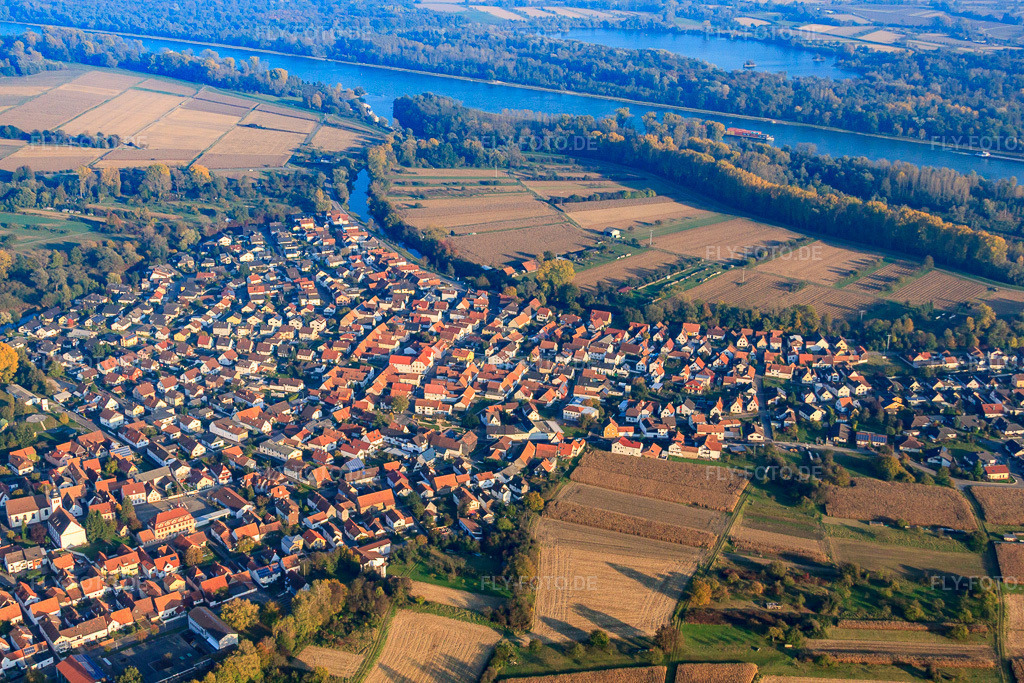 Luftbild: Dorf am Neuburger Altrhein in Neuburg am Rhein im Bundesland Rheinland-Pfalz in Deutschland. Foto: IMG_46031.jpg vom 23.10.2011 durch Werner Riehm/FLY-FOTO.de