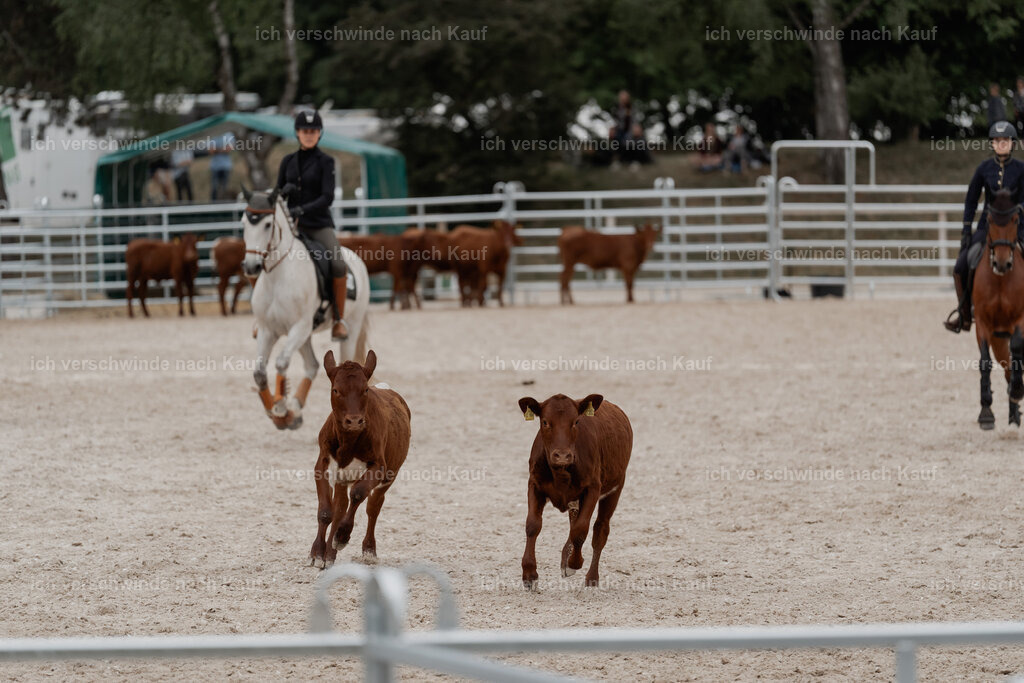 WE__Stoib_Rinder_PI2025_3148 | Pferd International München 2025