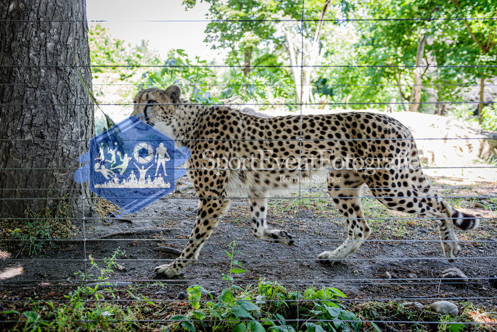 IMAG7895 | SportEventFotografie - Roman Stoiber