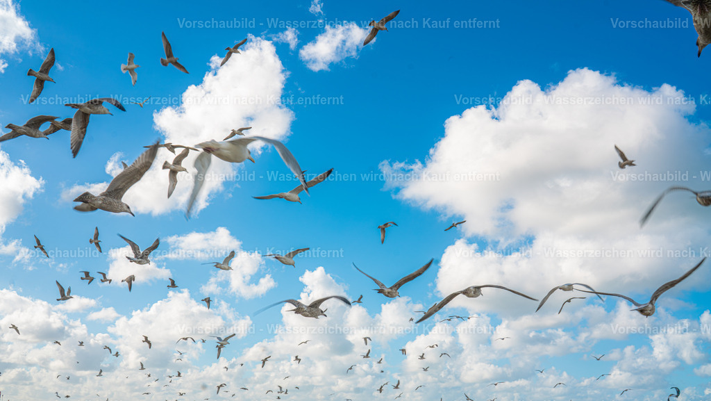 DSC00860-Enhanced-NR | marcuslinek