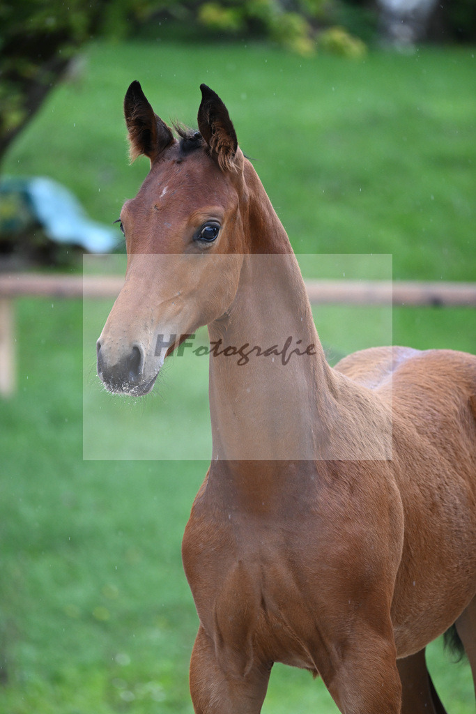 Kat-Nr. 7 SF DSP Va Bene_Hirschberger_25230110 | hf-fotografie - Realizzato con Pictrs.com