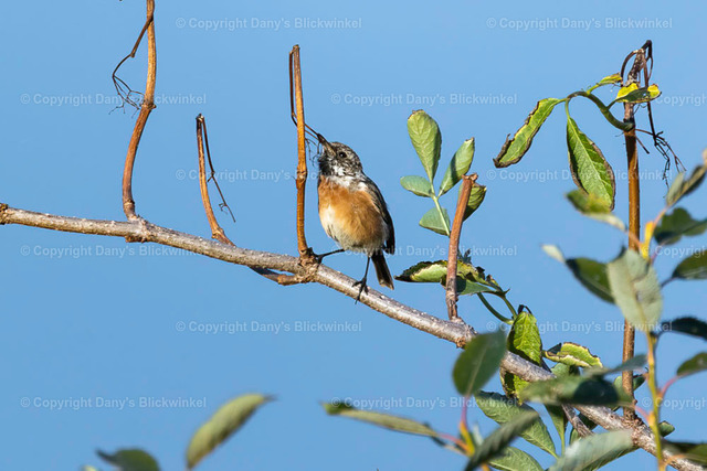 2022163 | Tierfotografie, Tierkalender, Tierbilder, Insekten, Spinnen, Vögel, Schmetterling, Libellen, Leinwand, Colorkey, Qualität, Geschenkartikel, Geschenk - Realisiert mit Pictrs.com