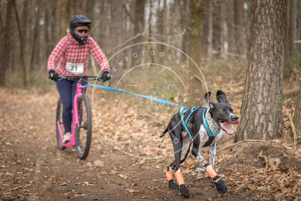 Pfotenfotografie_DV3A7552 | Hundefotografie, Tierfotograf, Pfotenfotografie, Fotoshooting Hund, Hunde Portrait, Hundesport, Hundeportraits, Heideshooting, Hunde, Sportfotograf, Hundefotograf, Turnierhundsport, THS,  - Realisiert mit Pictrs.com