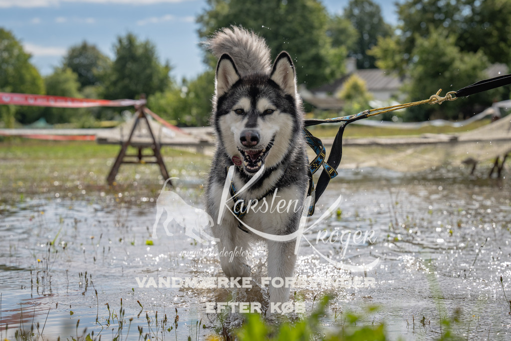 1332_ZZ90113 | kk-dogfotos