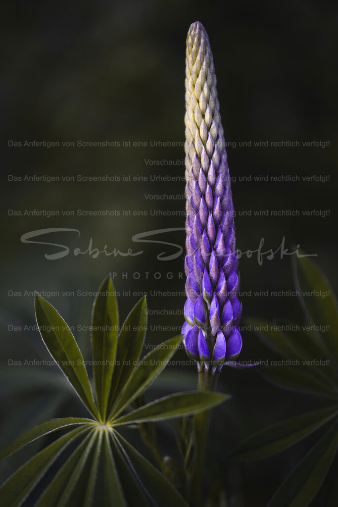 "Schlanke Eleganz" Lupinie | Exklusive Naturfotografie für stilvolle Wanddekoration ★ Premium Wandbilder Made in Germany ✔️ FineArt Drucke & Downloads ✔️ Brillante Farben, höchste Qualität & weltweiter Versand ✔️ - Realisiert mit Pictrs.com