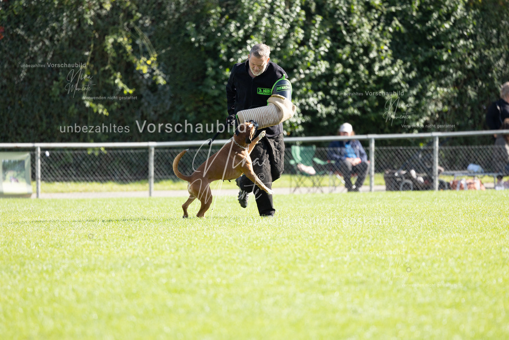 _16A5374 | Einzigartige Fotos von Hunden & Menschen –Actionfotos, Portraits, Vereinsaufnahmen & Paarshootings – authentisch, lebendig & mit Herz.