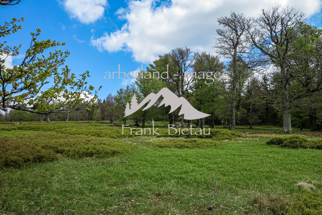 IMG_2101 | fast Park - Ahnlich anzuschauen, am Hochschachten