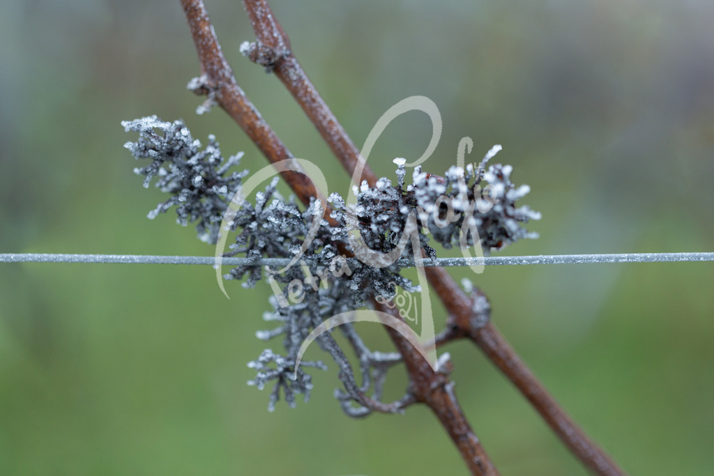 Rebstock-Winter- | petragrafie - Realisiert mit Pictrs.com