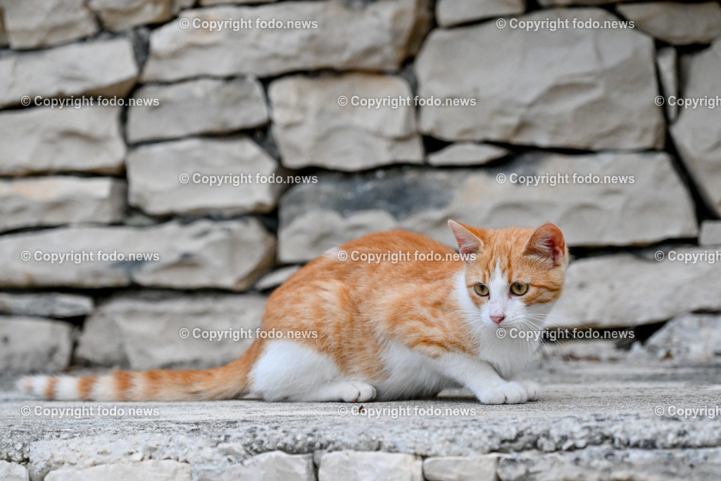 Katze_ Katzen_ 16.10.2024-17 | 16.10.2024, Linz, AUT, Haustier, Katzen, im Bild Haustier, Katze, Katzen, Kater, Stubentiger, Babykatze, Mietze, Fellnase, Tierfotografie, Heimtier