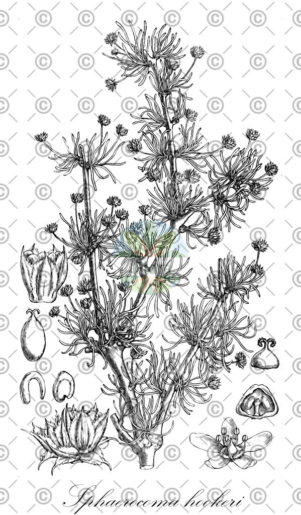 HistAbb_7KGW_1_ENZY_Simple | Historische Abbildung von Sphaerocoma hookeri - Caryophyllaceae | Historical Illustration of Sphaerocoma hookeri - Caryophyllaceae