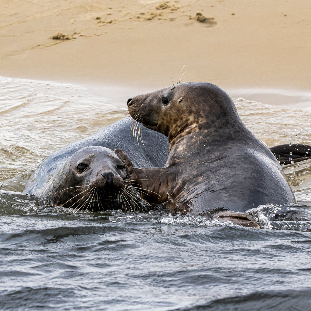 Intime Spielszene zweier Kegelrobben im Wasser vor Texel: Körperkontakt an der Sandbank | Zwei Kegelrobben balgen sich sanft im flachen Nordseewasser direkt am feinsandigen Strand einer Sandbank vor der Insel Texel. Die Nahaufnahme zeigt, wie sich die Meeressäuger im seichten Wasser eng umklammern und spielerischen Körperkontakt suchen. Das ausdrucksstarke Naturmotiv dokumentiert das Sozialverhalten der Tiere im Nationalpark Wattenmeer. Ideal geeignet für redaktionelle Berichte über Wildtierverhalten, Artenschutz, Fauna der Nordsee sowie Naturfotografie in den Niederlanden - Realisiert mit Pictrs.com