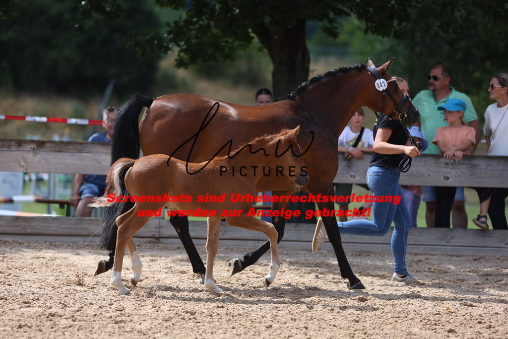 Fohlenschau_Schwäbisch_Hall_Ponys_KN 42_3 | lmwpictures - Realisiert mit Pictrs.com