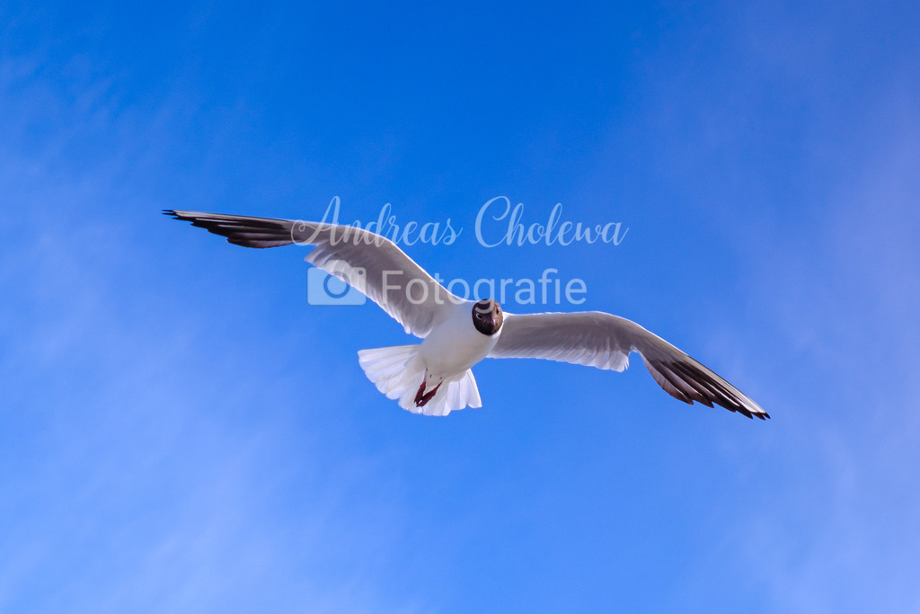 Möwen auf Fehmarn | Der Onlineshop für malerische Fotografien aus dem Landkreis Vechta✅ Premium Druck auf Leinwand✅ Acryl✅ oder Alu-Dibond✅➤Jetzt Bestellen! - Realisiert mit Pictrs.com