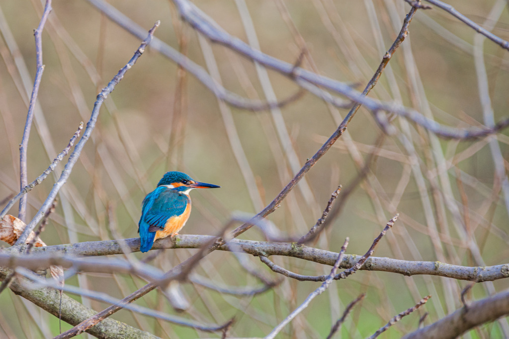 Eisvogel im Geäst | <div id="allefotografen-seal-verified-green"></div><script src="https://www.allefotografen.de/956728/seal-verified-green/seal.js" async="async"></script> - Realisiert mit Pictrs.com