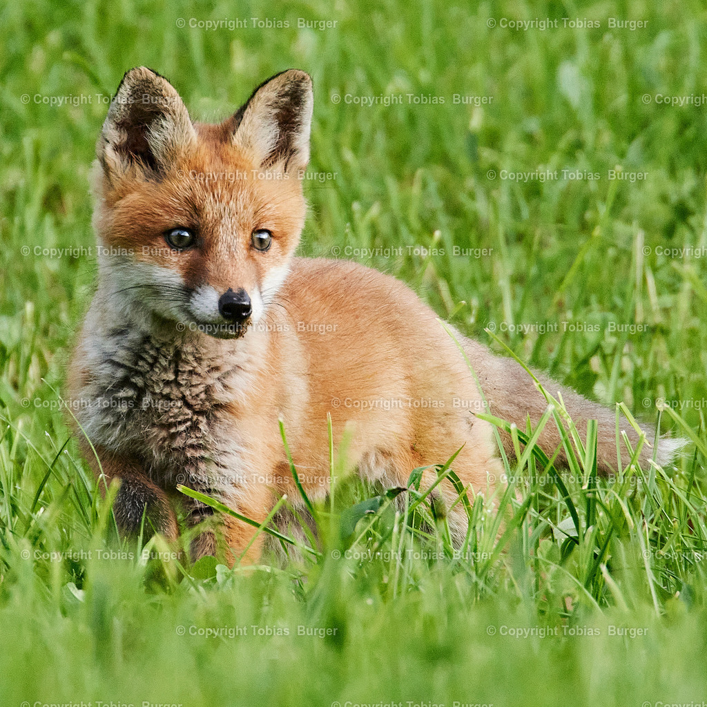 fuchsi | Willkommen im Online-Shop von studio27!
 - Realisiert mit Pictrs.com